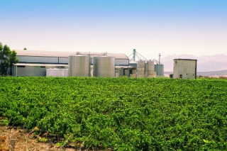  Vista del viñedo y fábrica 